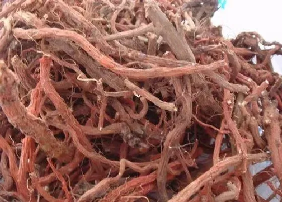 植物毒性|丹参有毒吗 可以放在室内养吗