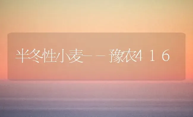 半冬性小麦--豫农416 | 粮油作物种植
