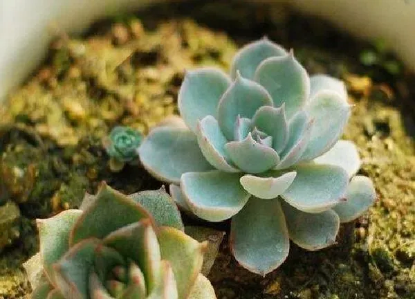 养殖方法|石莲花的养殖方法和注意事项