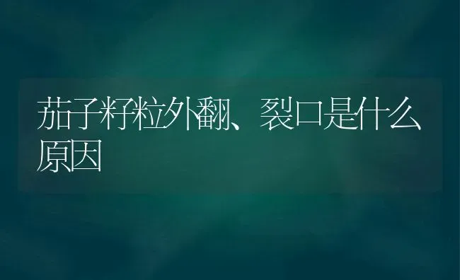 茄子籽粒外翻、裂口是什么原因 | 蔬菜种植