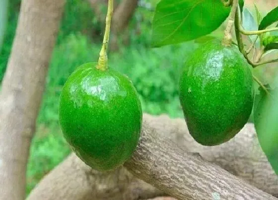 植物香味|牛油果是什么味道的
