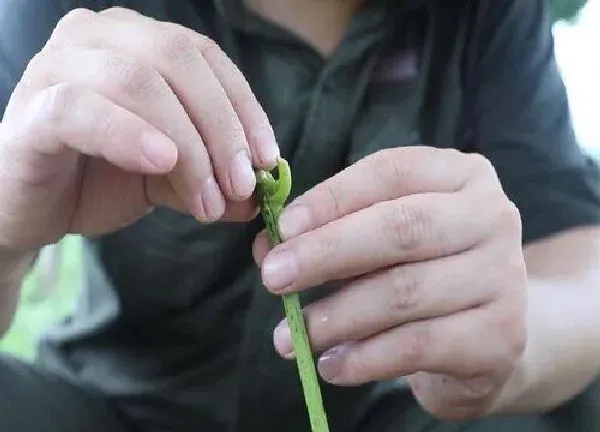 植物发芽|葡萄芽接最佳时间和技术方法