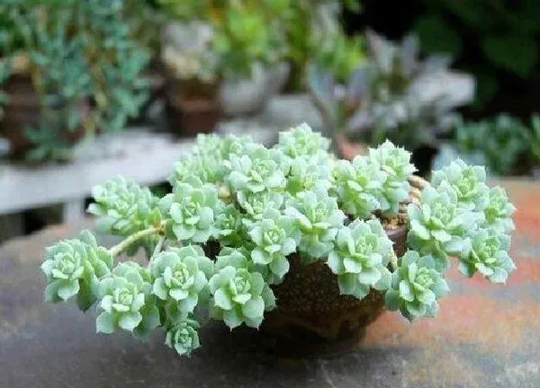 养殖方法|石莲花的养殖方法和注意事项