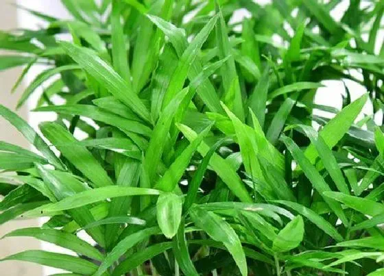摆放常识|办公楼适合放什么植物