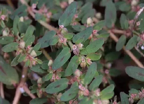 功效常识|斑地锦的功效与作用及食用方法