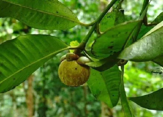 种植管理|山竹树几年结果实