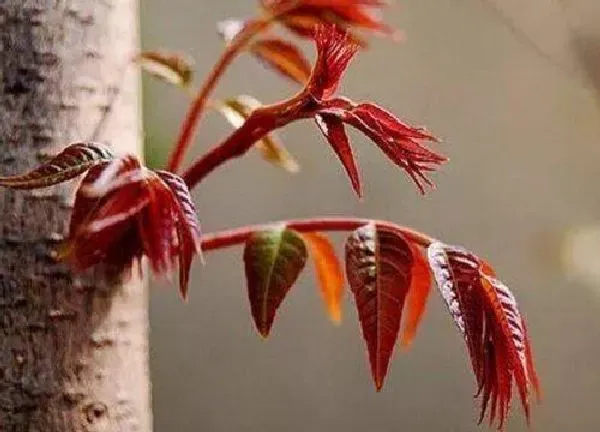 植物发芽|红枫什么时候发芽长叶