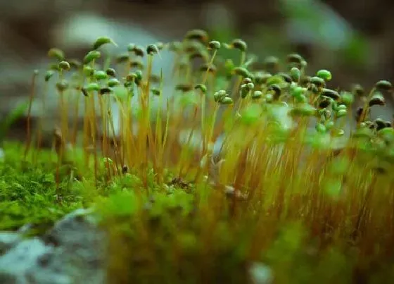 植物百科|葫芦藓有种子吗