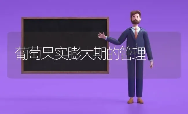 葡萄果实膨大期的管理 | 瓜果种植