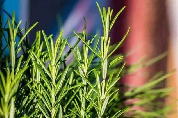 植物浇水|迷迭香浇水正确方法和注意事项