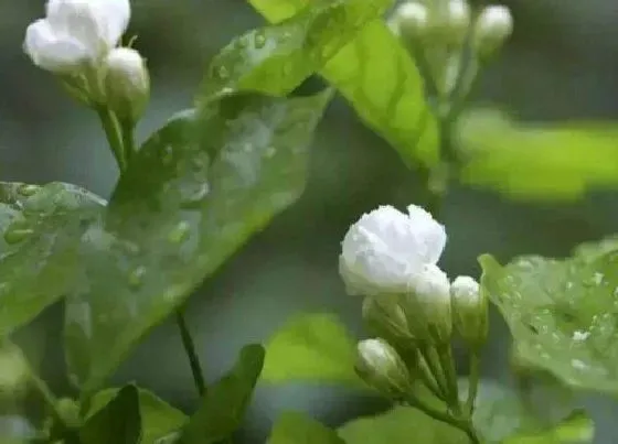 冬天植物|黄木香花耐寒吗