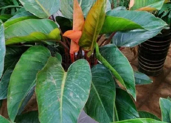 掉叶子|红苞喜林芋掉叶子怎么办