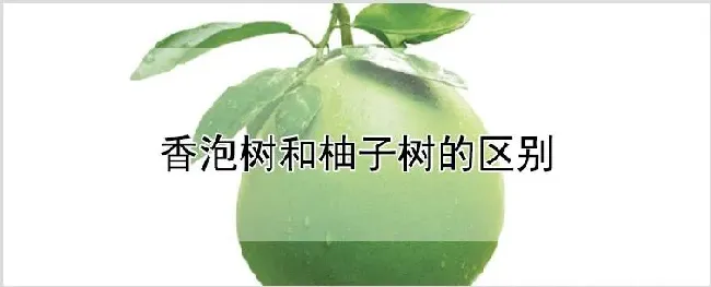 香泡树和柚子树的区别 | 种植技术