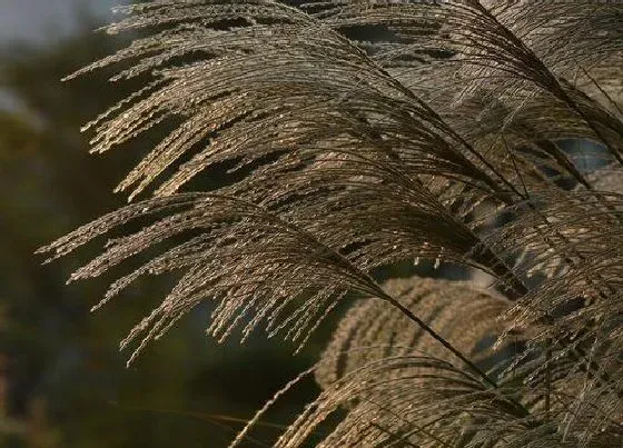 植物百科|芦苇属于什么类植物 是一种多年生草本植物