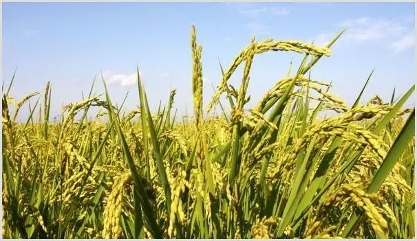 水稻高产种植技巧技术 | 养殖技术
