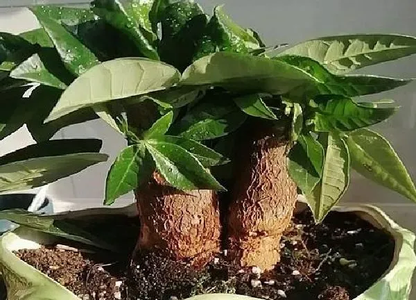 养殖科普|聚财树喜阴还是喜阳光的植物