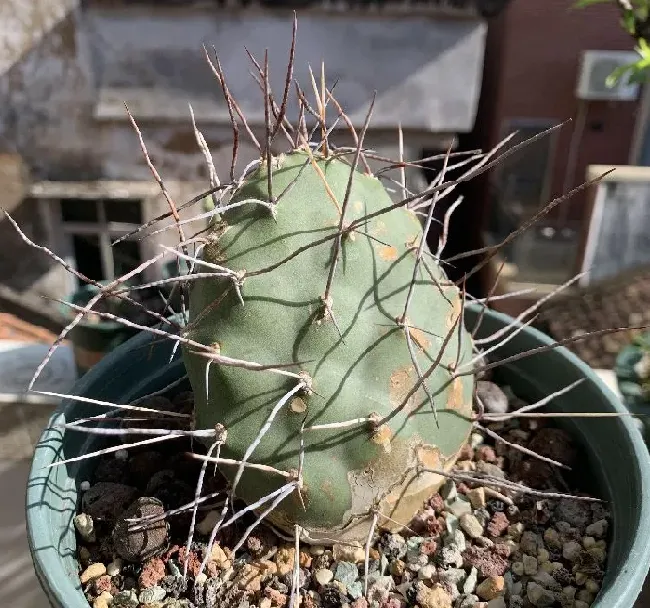 植物百科|仙人掌的生长过程观察日记（从出芽到半成片的变化）