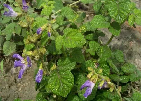 植物毒性|丹参有毒吗 可以放在室内养吗