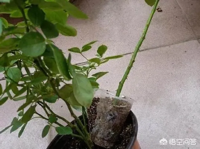 植物繁殖|月季怎样繁殖成活率高，月季常用繁殖后代的三种方法）