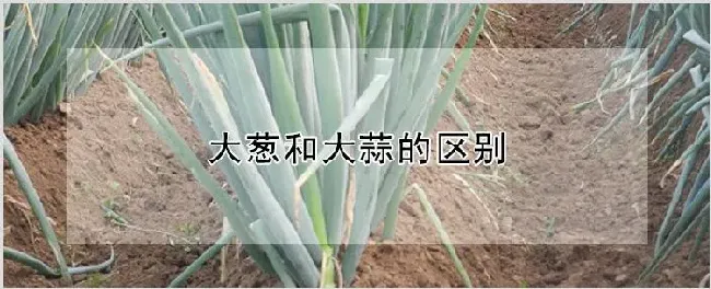 大葱和大蒜的区别 | 自然知识