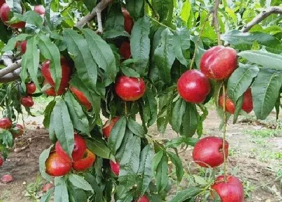 植物种类|有哪些新品种桃树苗最好（最新的优良桃树苗品种哪里有）