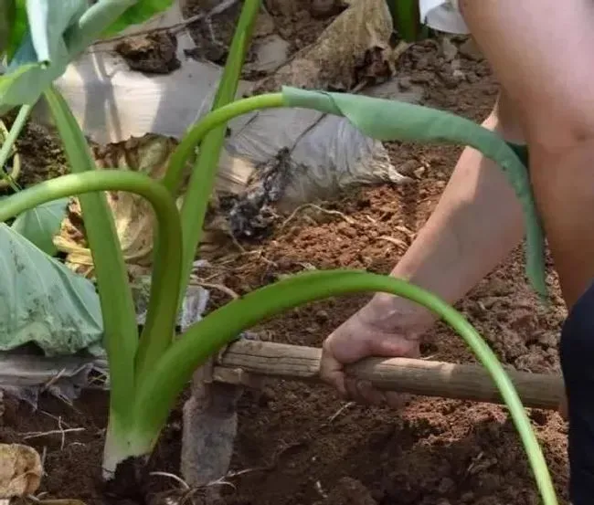 植物施肥|芋头什么时候施肥能高产量，芋头使用肥料名称及施肥时间）