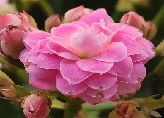 花期|长寿花期多长时间