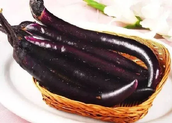 食用须知|茄子是生吃好还是熟吃好
