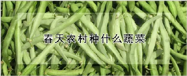 春天农村种什么蔬菜 | 种植资料