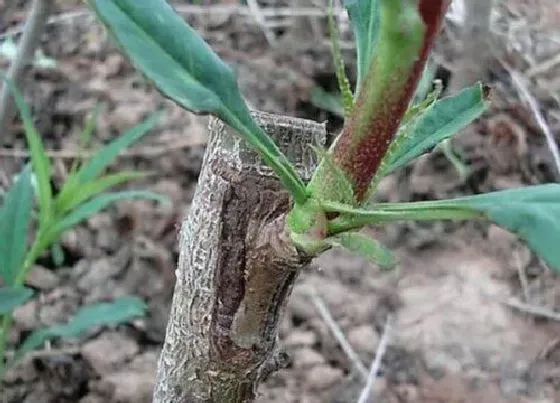 植物嫁接|柿子树的嫁接方法