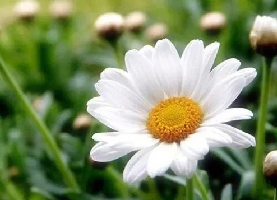 送花|给老人上坟买几朵花（去坟前祭奠老人摆花买什么鲜花）