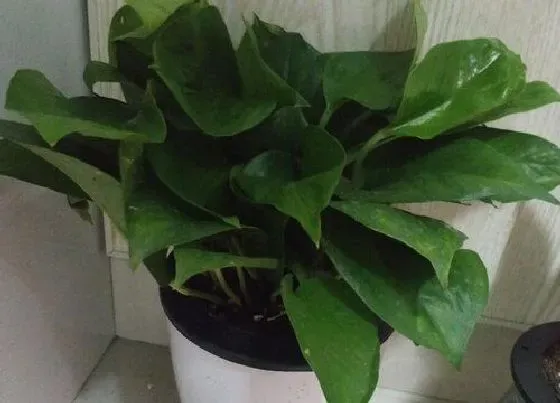 植物寓意|绿萝的寓意和象征风水