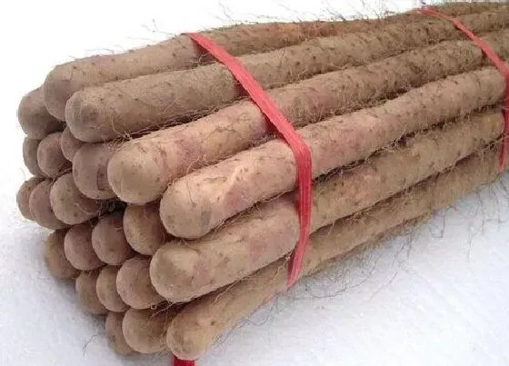 食用常识|铁棍山药发芽了可以吃吗