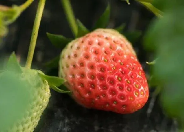 植物浇水|草莓需要每天浇水吗