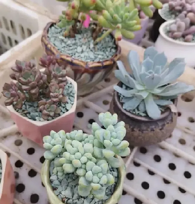 养殖科普|多肉植物能淋雨吗（养在室外的多肉淋雨了怎么办）