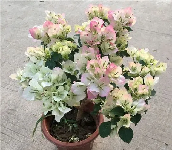 种植管理|三角梅摘心时间 摘心方法及步骤图解
