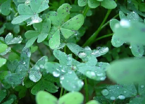 花卉百科|代表光明和黑暗的花 什么花的花语是黑暗中的光明