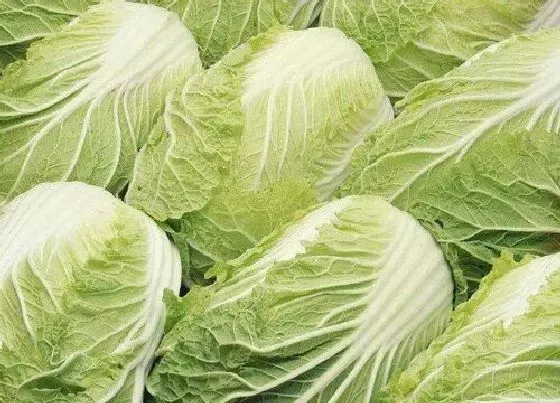 植物百科|黄芽菜又叫什么菜