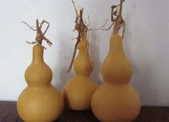 植物修剪|小葫芦龙头怎么修剪好看