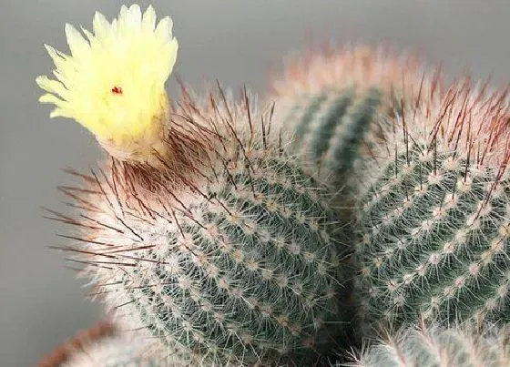 颜色花|仙人球开花是什么颜色 开的花长什么样（图片）