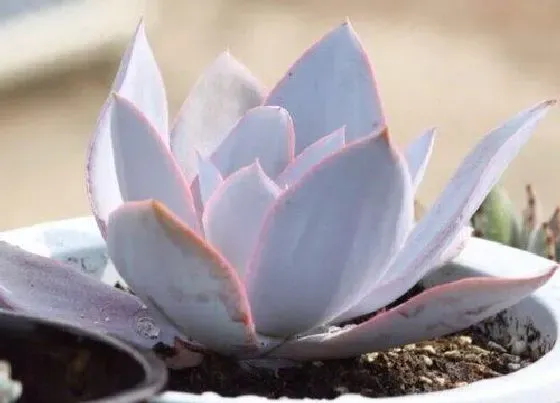 种植土壤|多肉颗粒土怎样自制经济实惠（多肉最简单的配土方法）