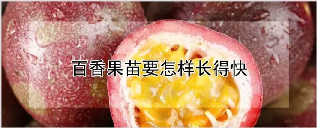 百香果苗要怎样长得快 | 自然知识