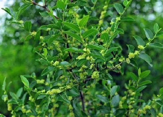 植物百科|枣树耐阴吗