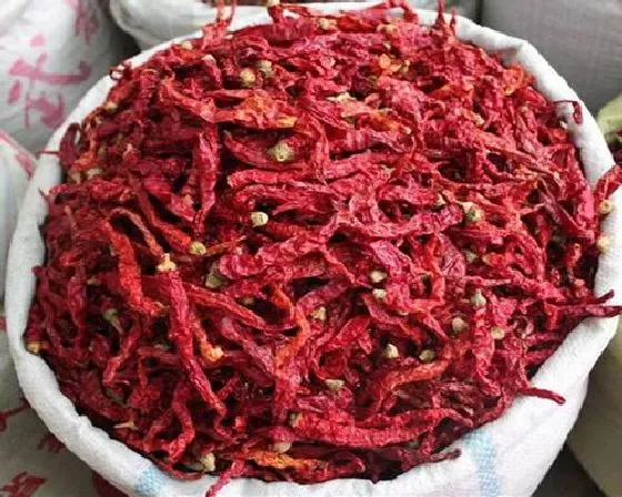 种植管理|干辣椒籽可以种吗