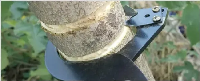 枣树几月份环割 | 农业科普