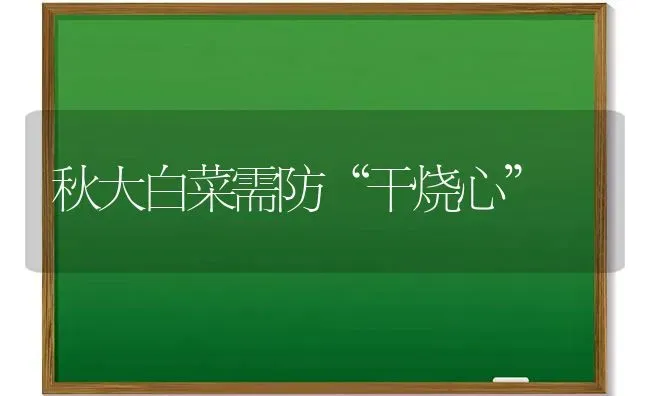 秋大白菜需防“干烧心” | 蔬菜种植