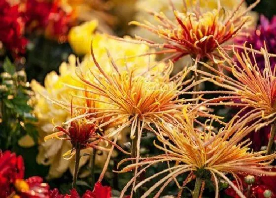 花语|烟花菊的花语和寓意