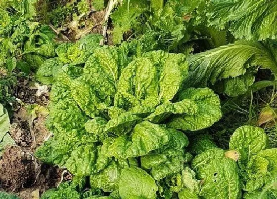 种植管理|白菜的生长周期是多长时间