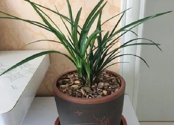 植物百科|兰花属于什么植物类型