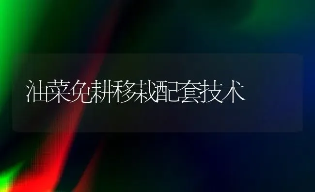 油菜免耕移栽配套技术 | 粮油作物种植